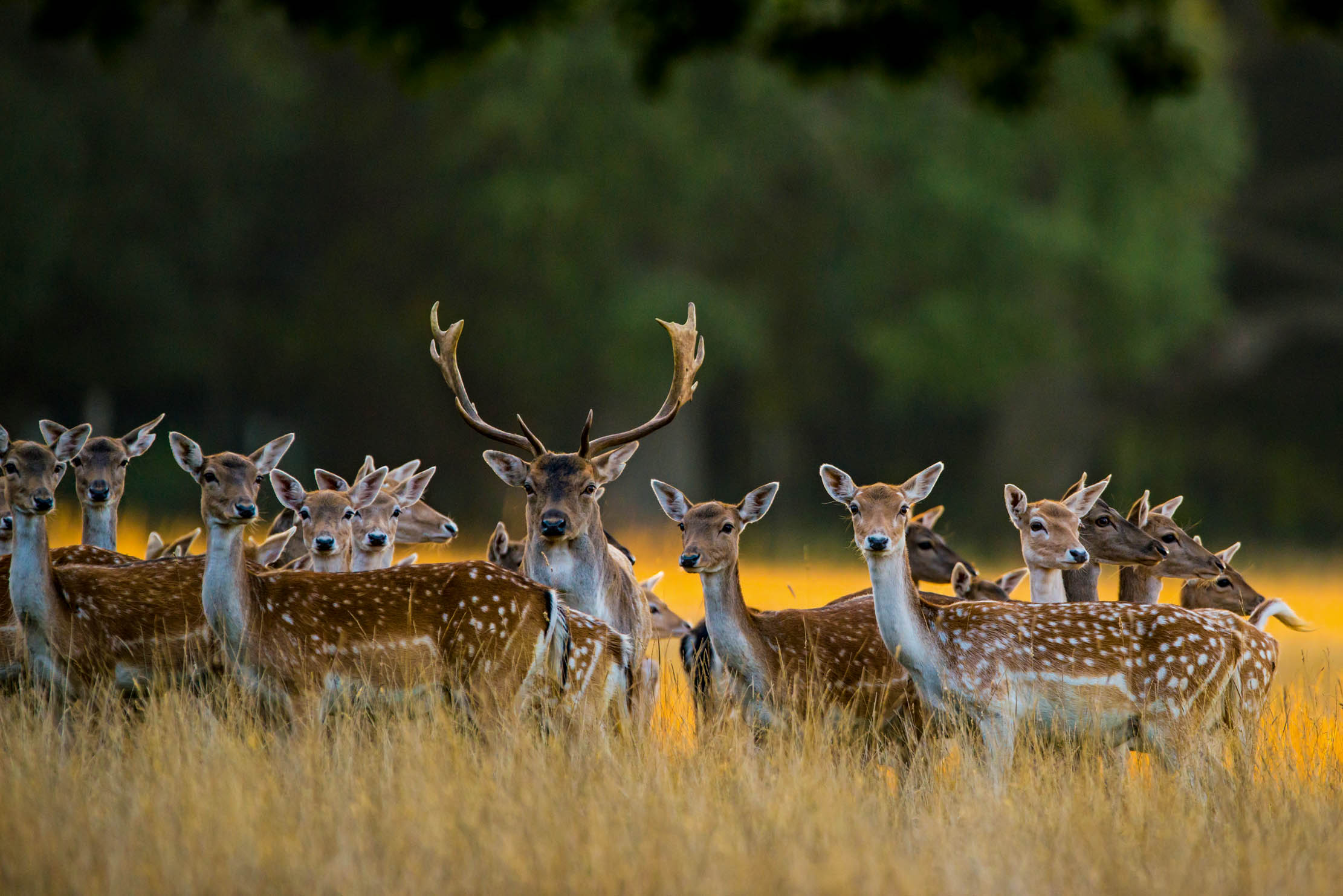 Fallow deer are always alert for the merest hint of danger.