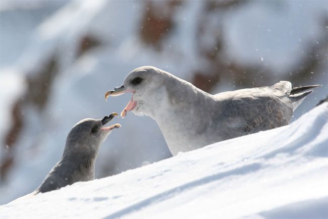 Plastic in Bird’s Stomachs Reveals Ocean’s Garbage Problem | Live Science