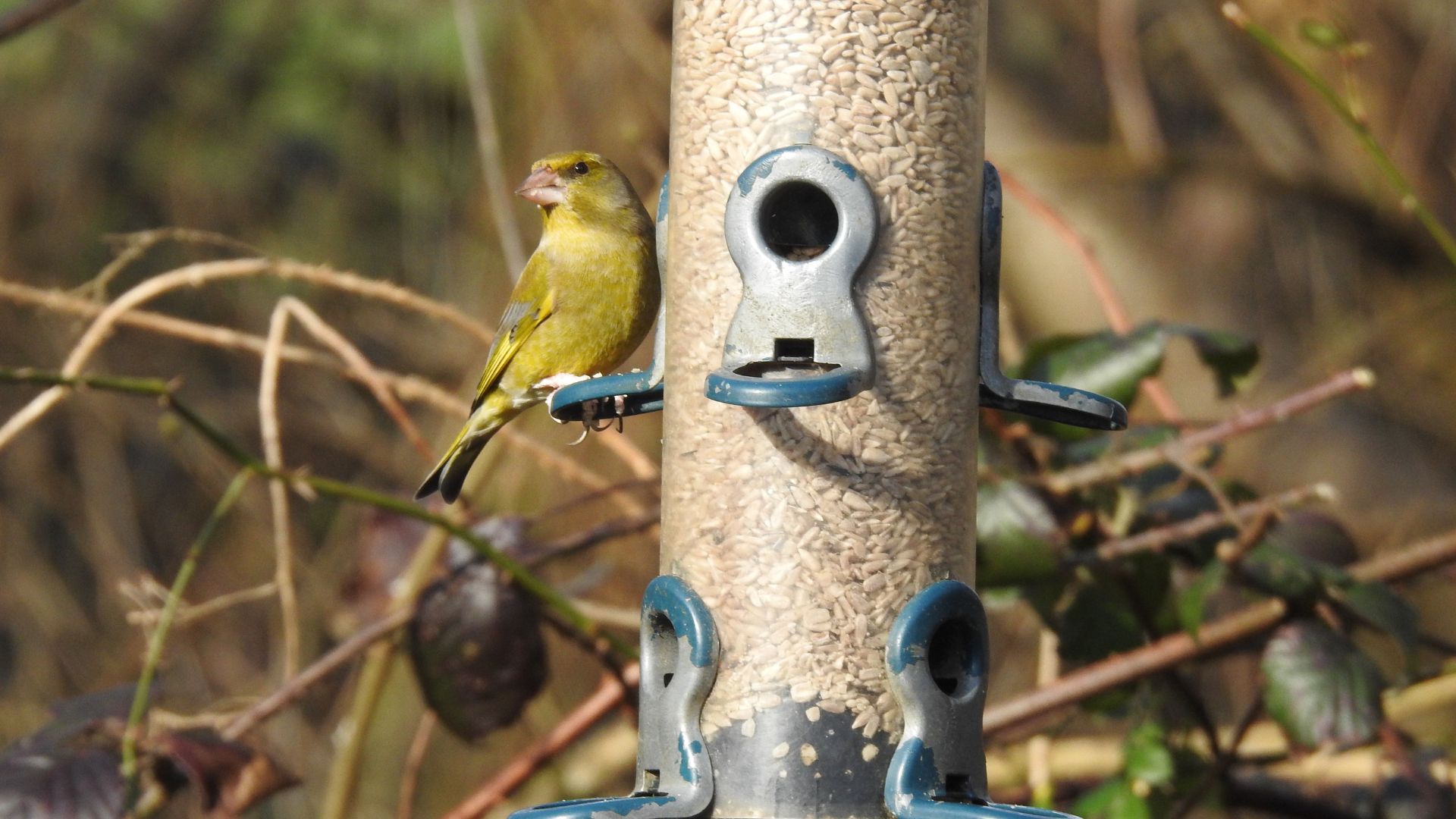 picture of greenfinch eating from bird feeder in UK garden