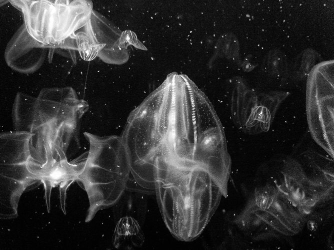 Sea walnuts in the New England Aquarium.