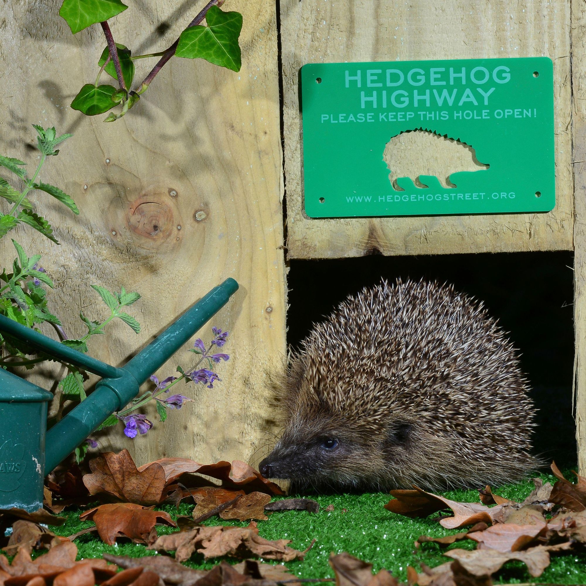 hedgehog in garden