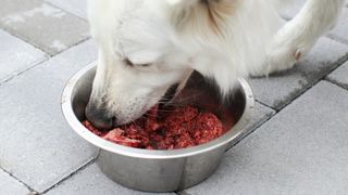A golden retriever eating raw dog food