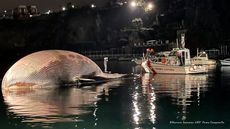 The Italian Coast Guard tows the carcass of a large finback whale into the port of Naples.