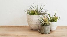 Here is a close up shot of three air plants in terracotta pots together on a light wooden shelf