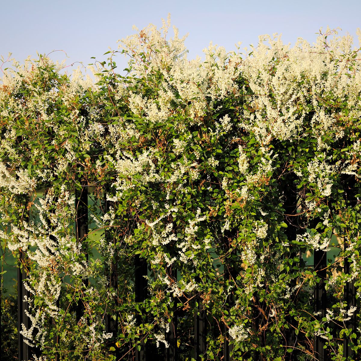 Fastgrowing screening plants to avoid in your garden Ideal Home