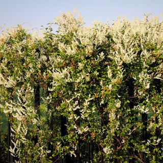 Russian vine on garden fence