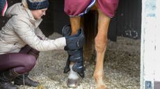 Close up of groom putting travel boots on horse&rsquo;s leg in stable