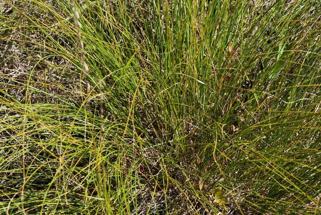 Needlegrass Plants