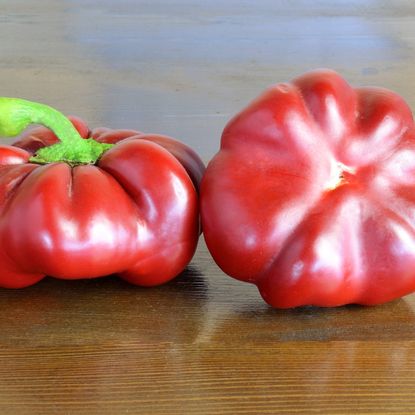 topepo rosso peppers 
