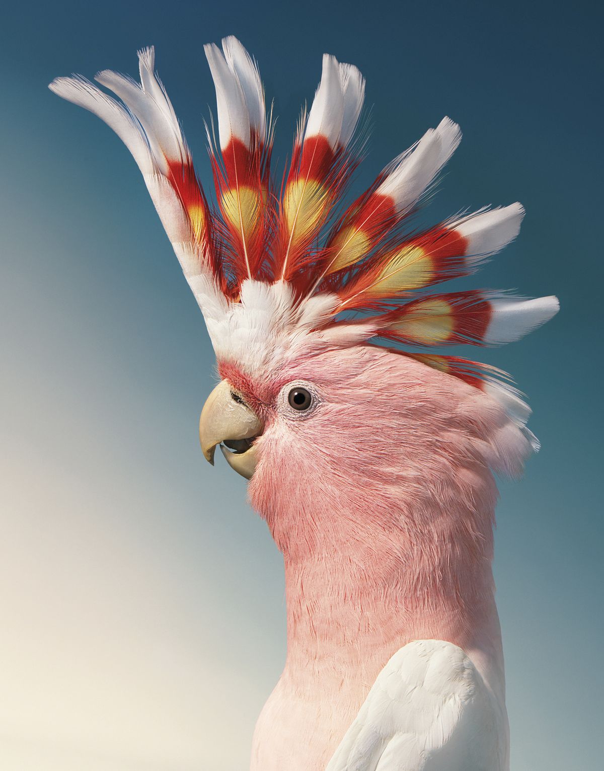 Tim Flach