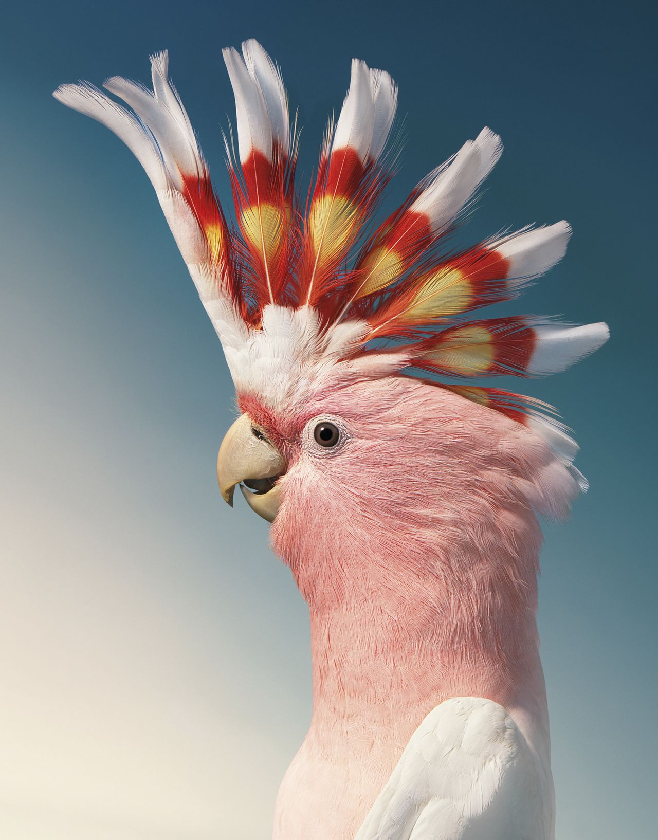 Tim Flach