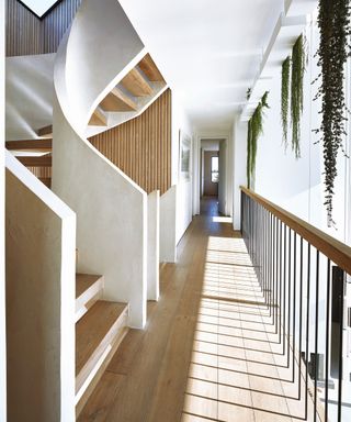 White spiral staircase, wooden banister, hanging plants