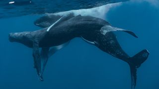 Two male humpback whales having sex in surface waters.