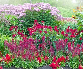 salvias in a colourful flower border