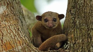 Best exotic pets - Kinkajou in tree