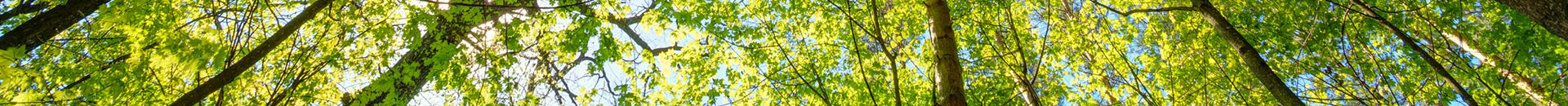sunlight shining through trees