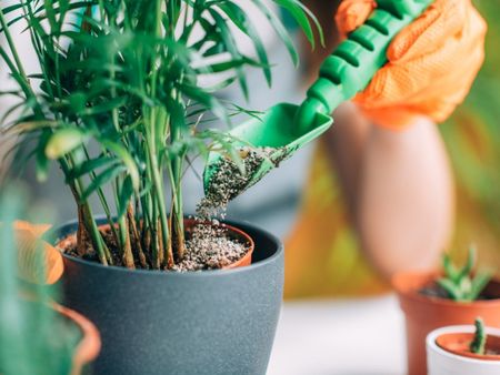 A green trowel adds granular fertilizer to a potted palm tree