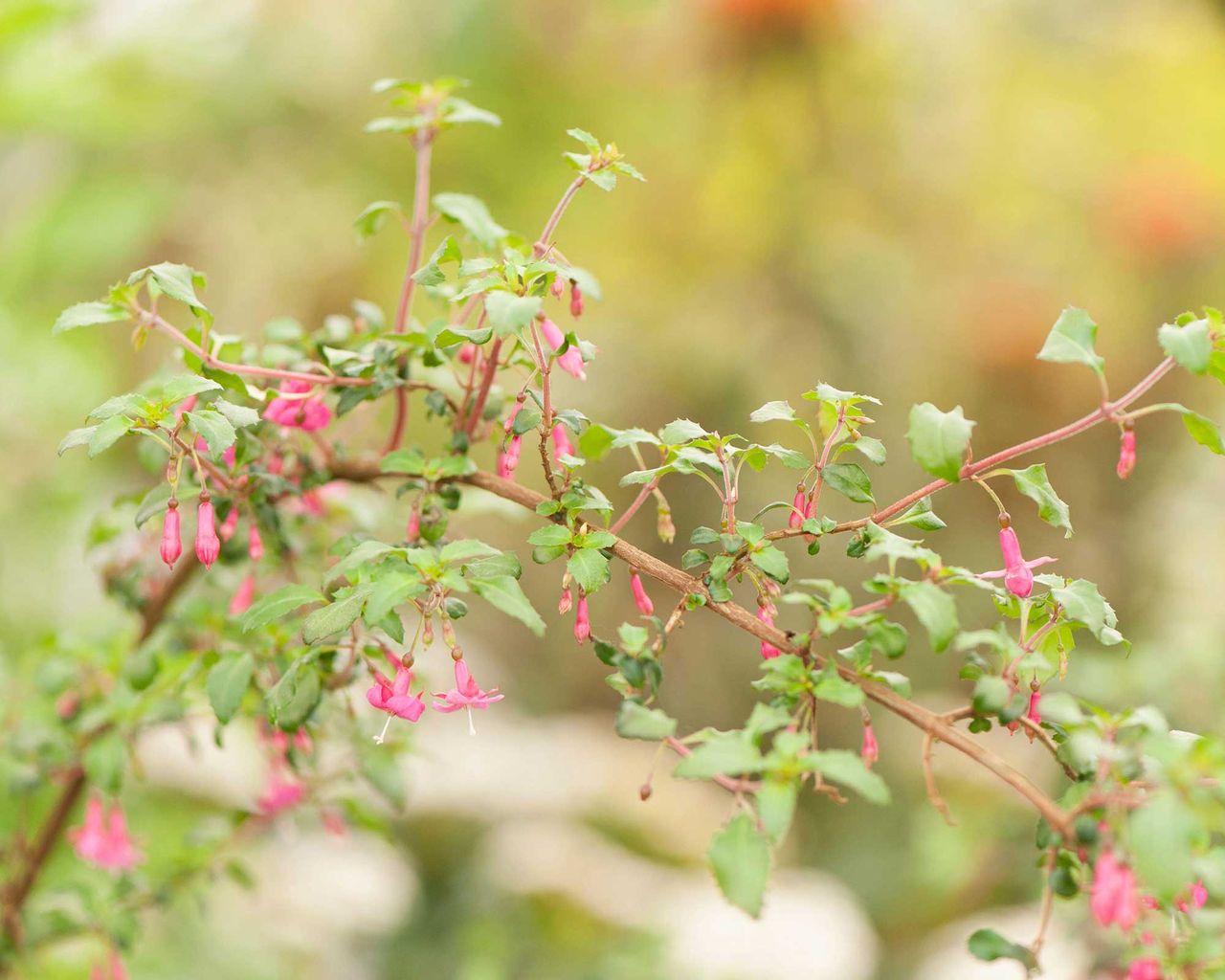 Fuchsia gall mites: how to identify and get rid of them | Gardeningetc