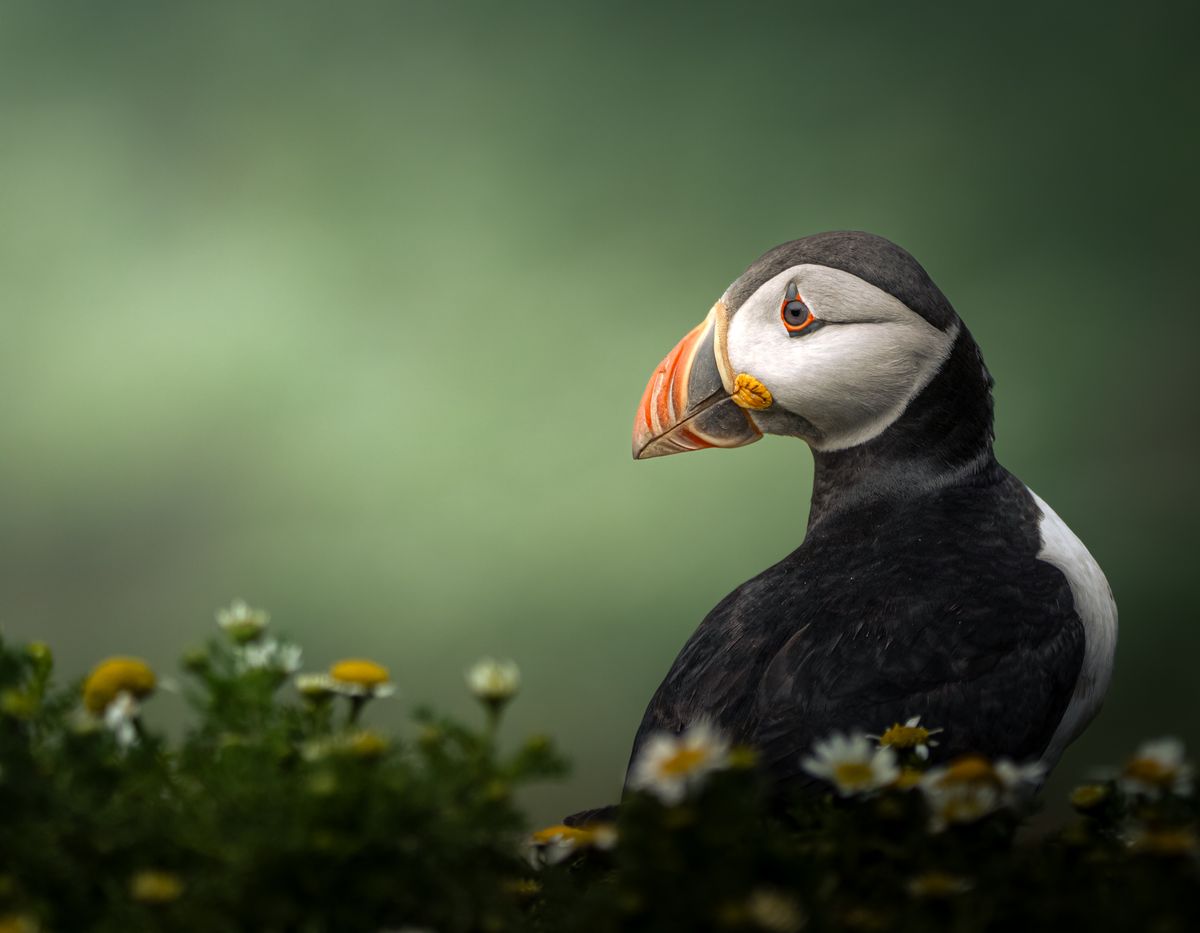 Puffin - winner of RSPCA Young Photographer Awards 2024