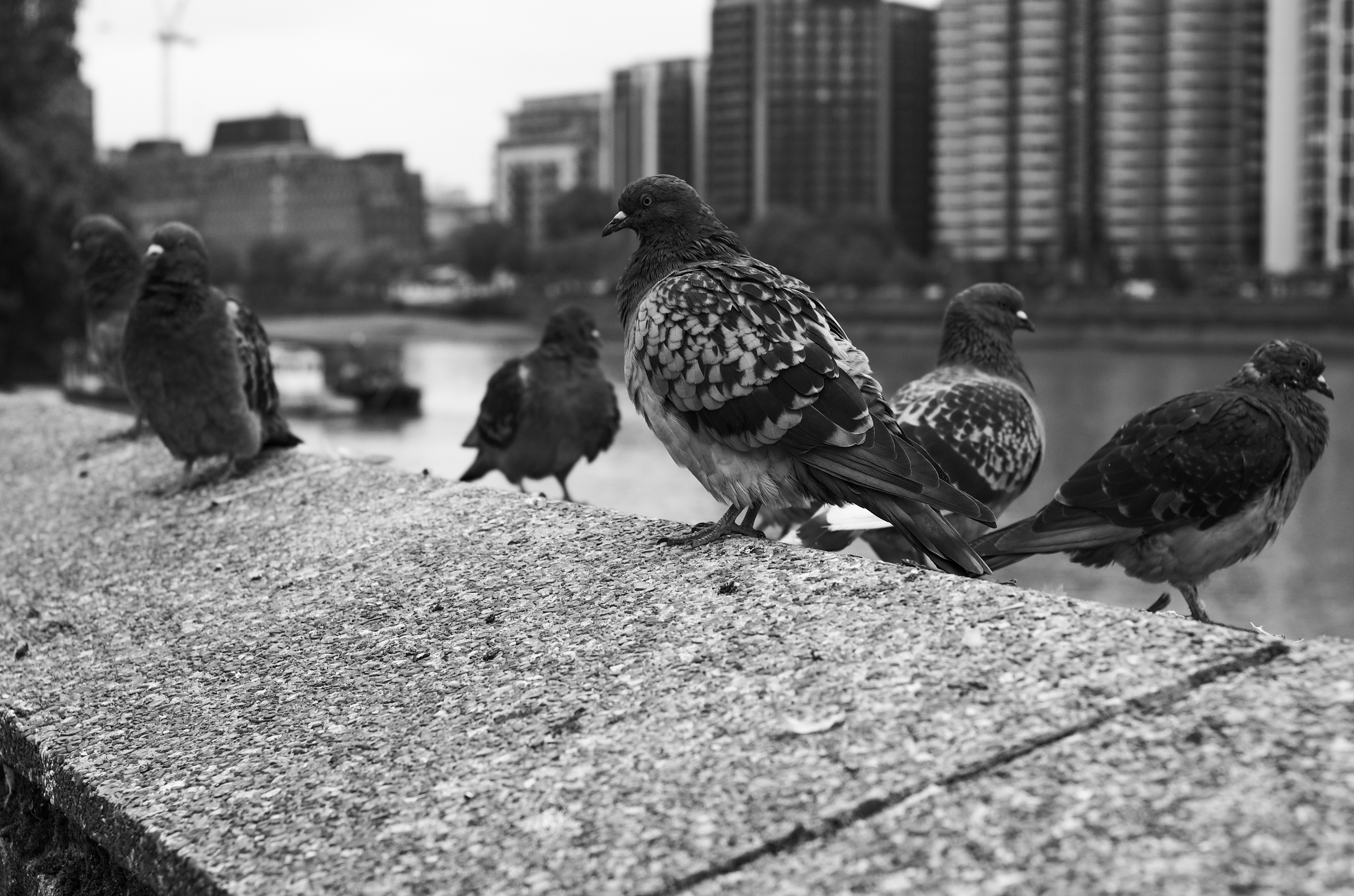 A group of pigeons sitting on a stone wall