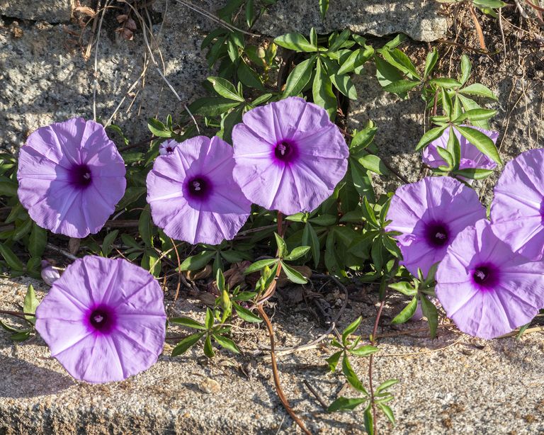 Why is my morning glory not blooming? 5 solutions to try Gardeningetc