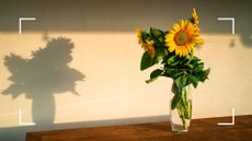 picture of sunflowers in vase on wooden table
