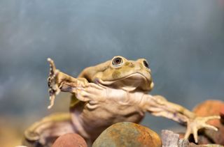 Rare frog, lake titicaca frog