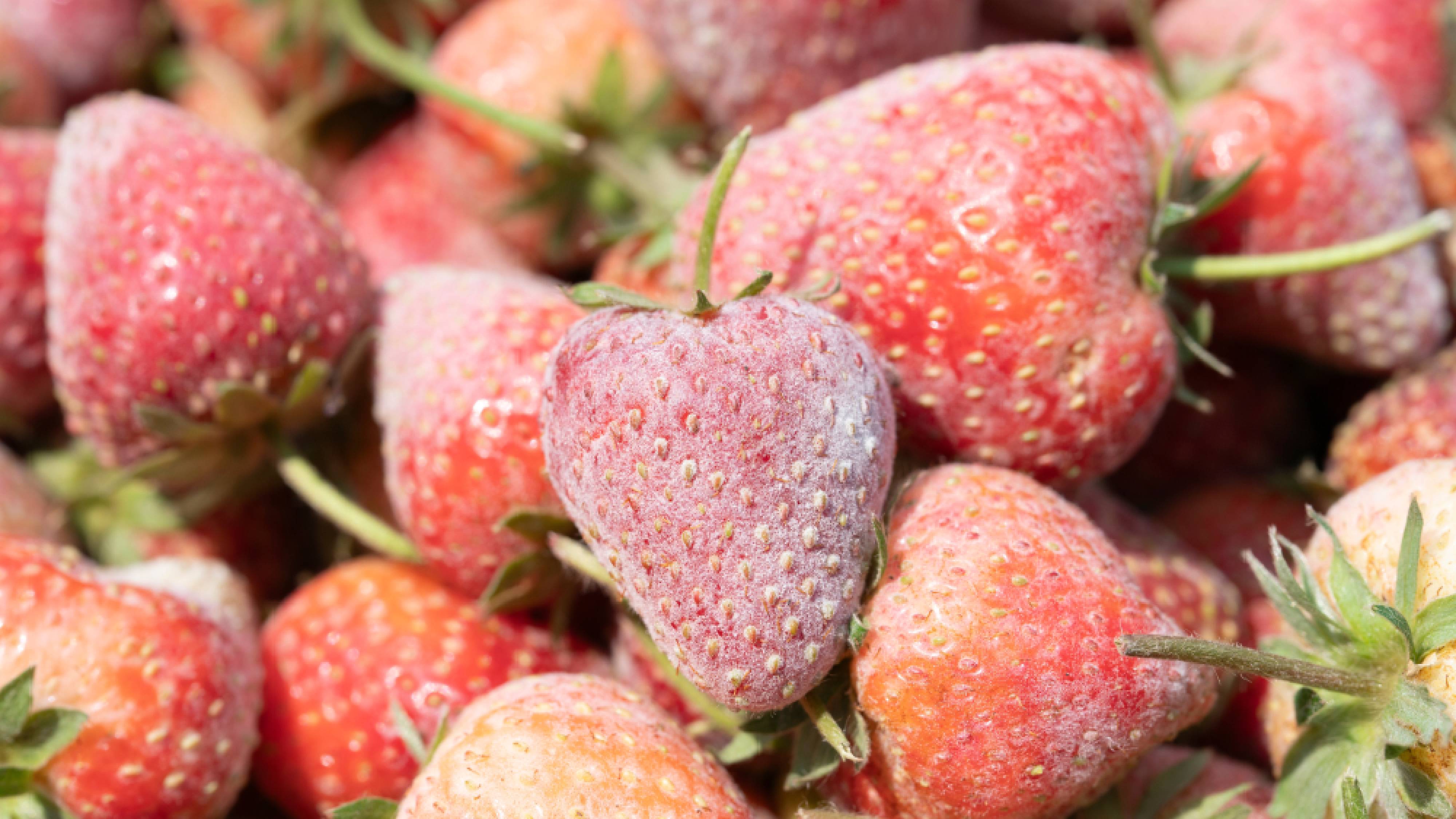 Strawberry plant with powdery mildew
