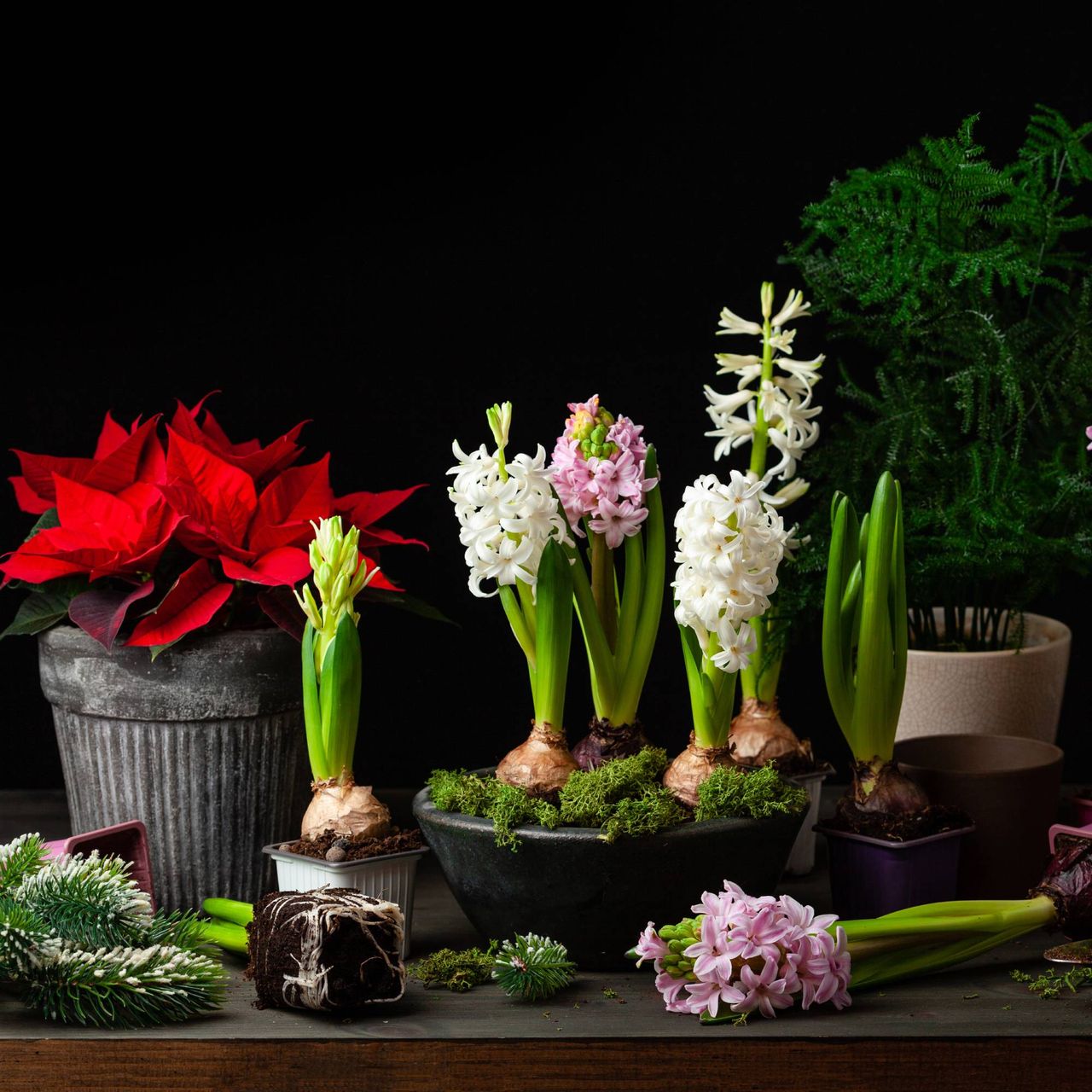 Hyacinths for Christmas and poinsettia