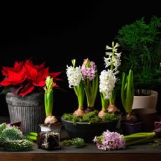 Hyacinths for Christmas and poinsettia