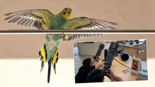 Screenshots from Weibo video posted by Federation of Independent Photographers depicting a budgie with an inset image of two photographers photographing the bird 