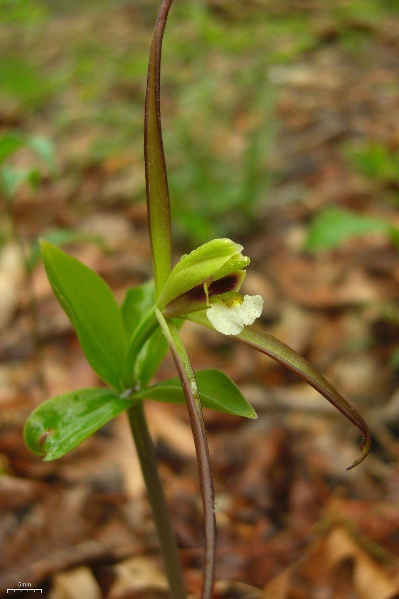 Whorled Pogonia