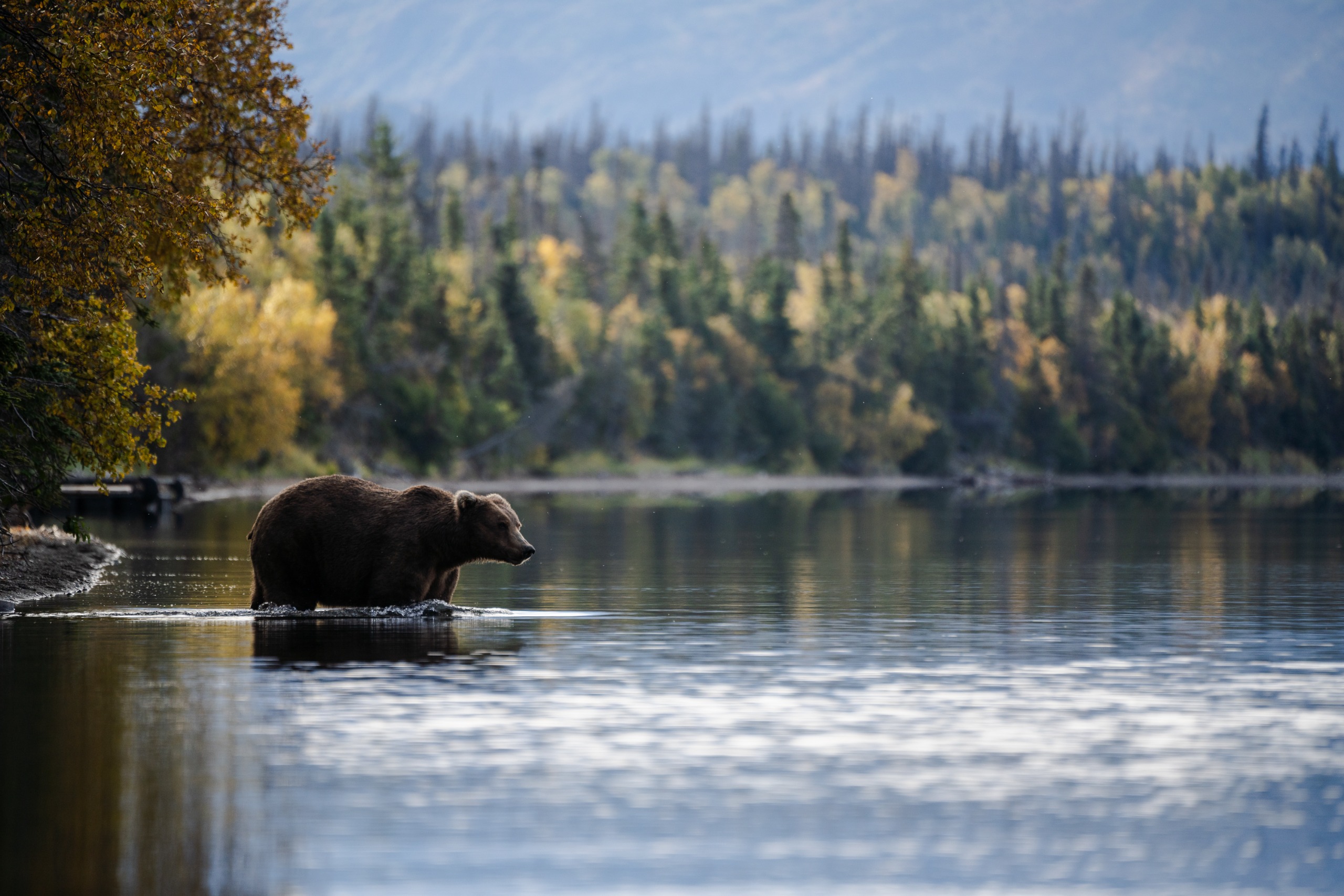 A brown bear in the water at Katmai National Park and Preserve in Alaska