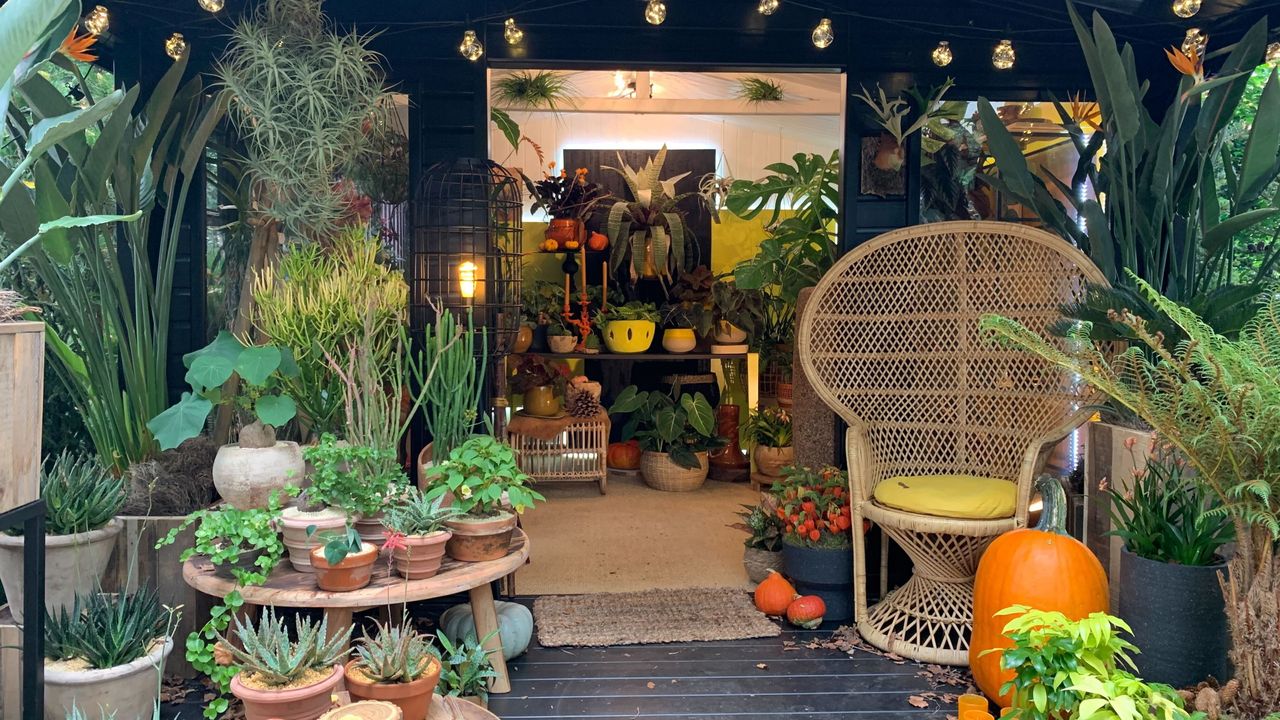 Houseplants fill a cosy shed/summer house at RHS Chelsea