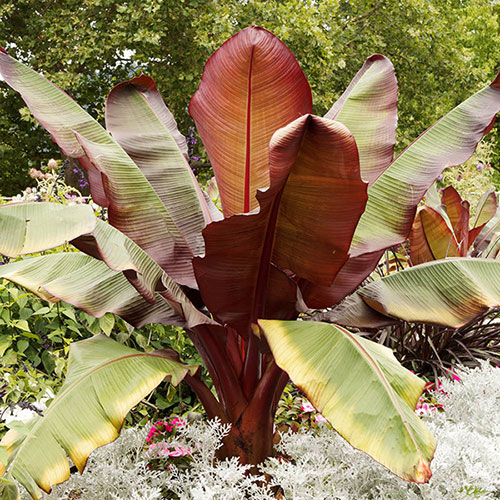 Red Abyssinian Banana Plant - Ensete Ventricosum 'maurelii'