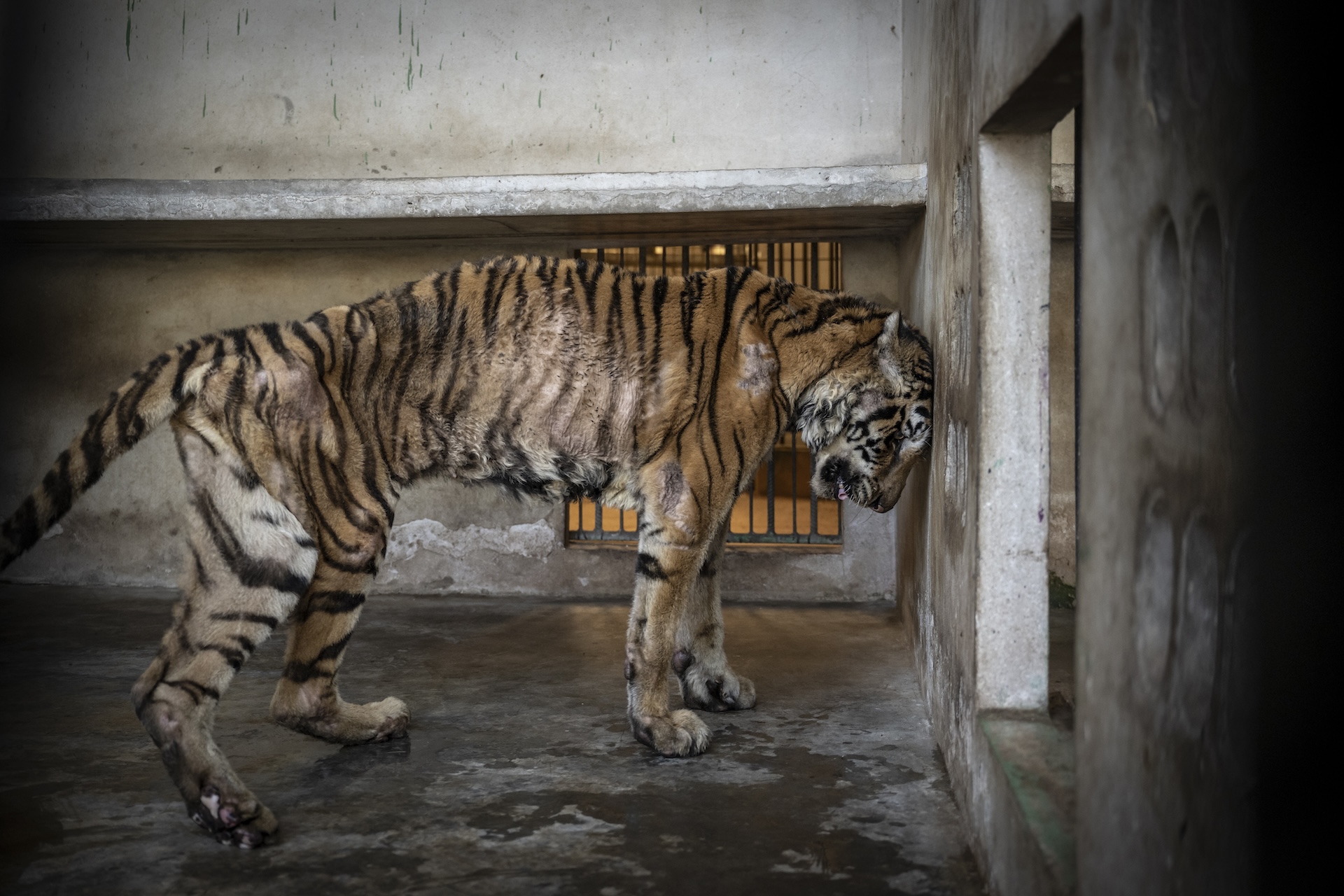 An emaciated tiger presses their head against the wall of their enclosure