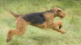 Airedale terrier running