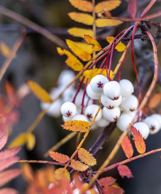 white berries on kashmir rowan