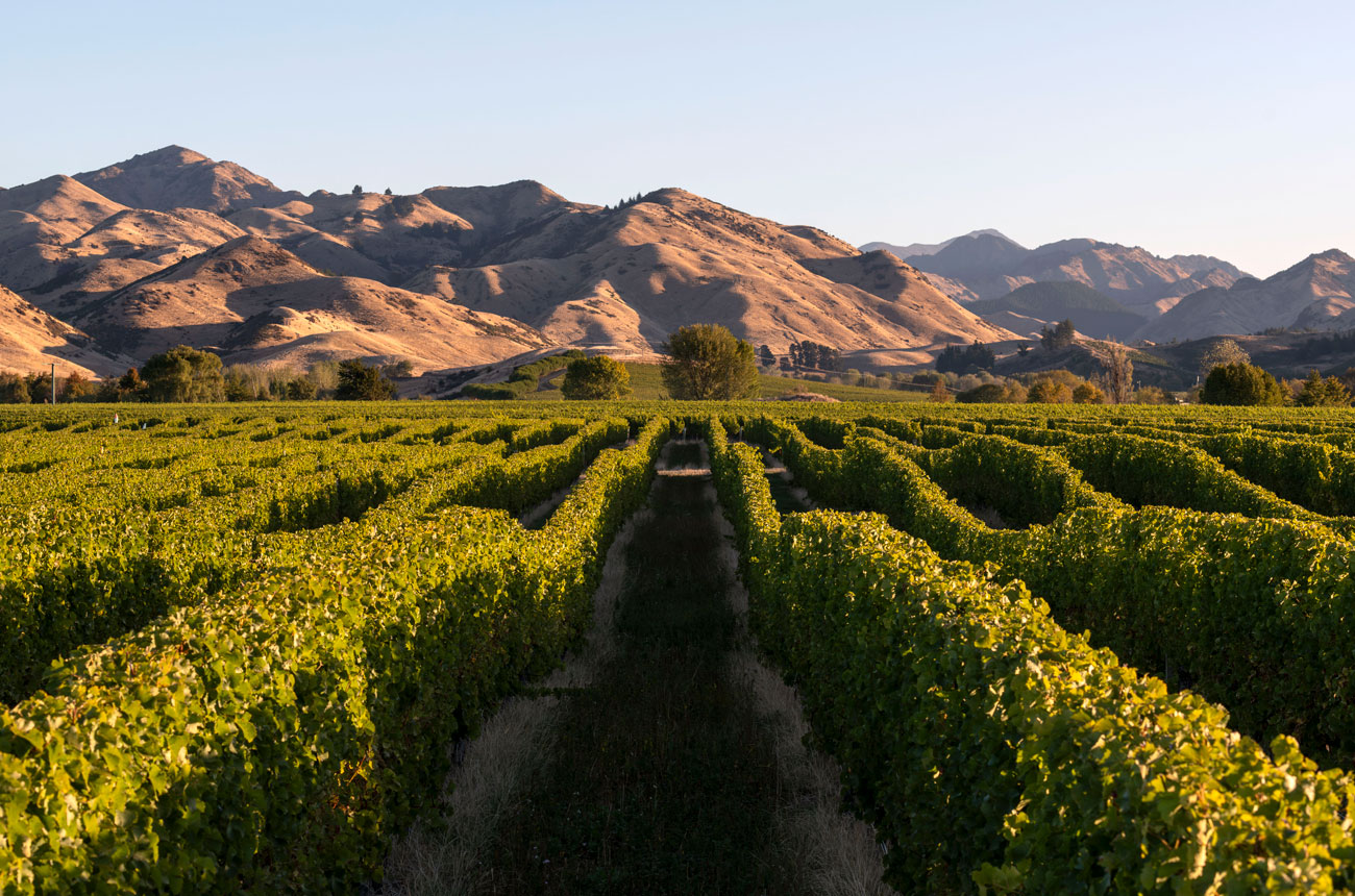 Chardonnay vines in Falveys Vineyard, Omaka Valley, New Zealand