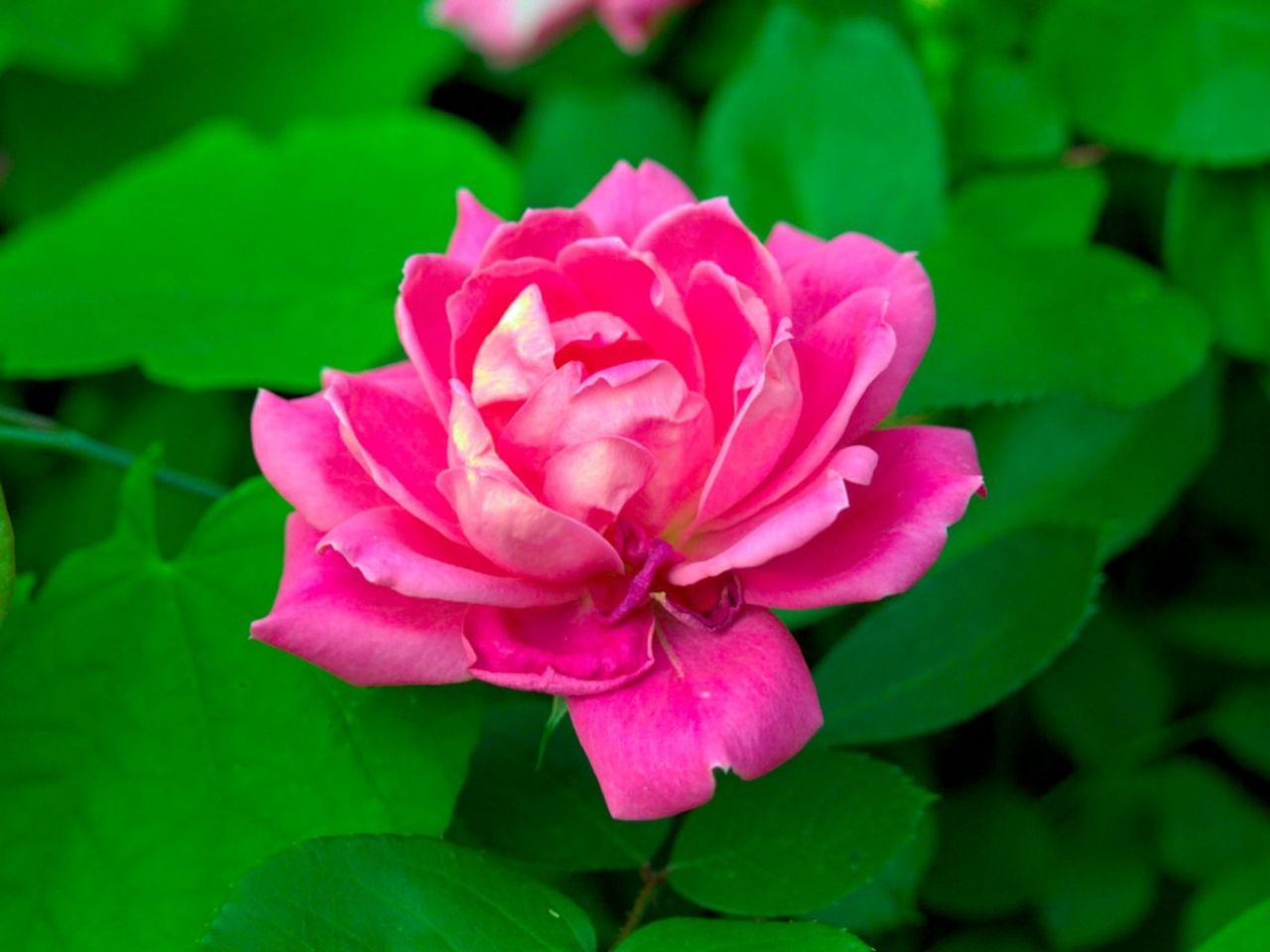 A Pink Rose