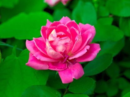 A Pink Rose