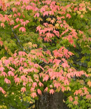 acer saccharum with leaves in fall
