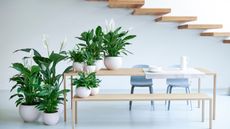 A group of peace lilies by a table and bench 