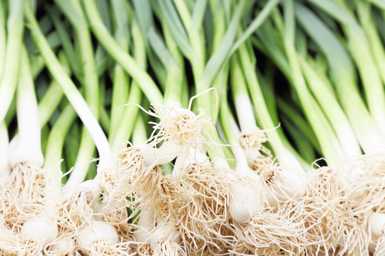 Pile Of Thin Leek Plants