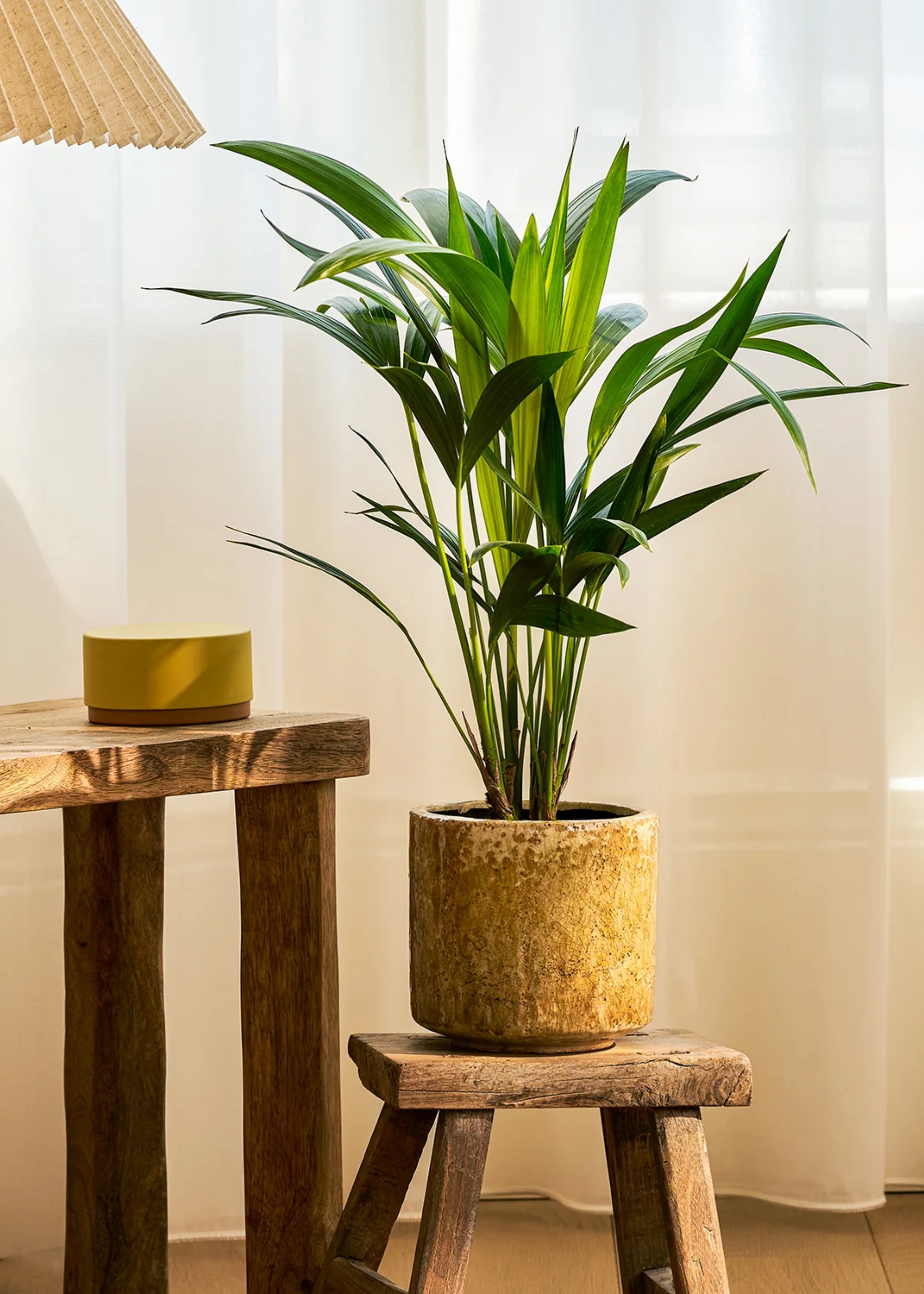 A kentia palm plant in an aged planter on a wood stool near a desk with a pleated lampshade