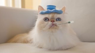 Sick Persian cat