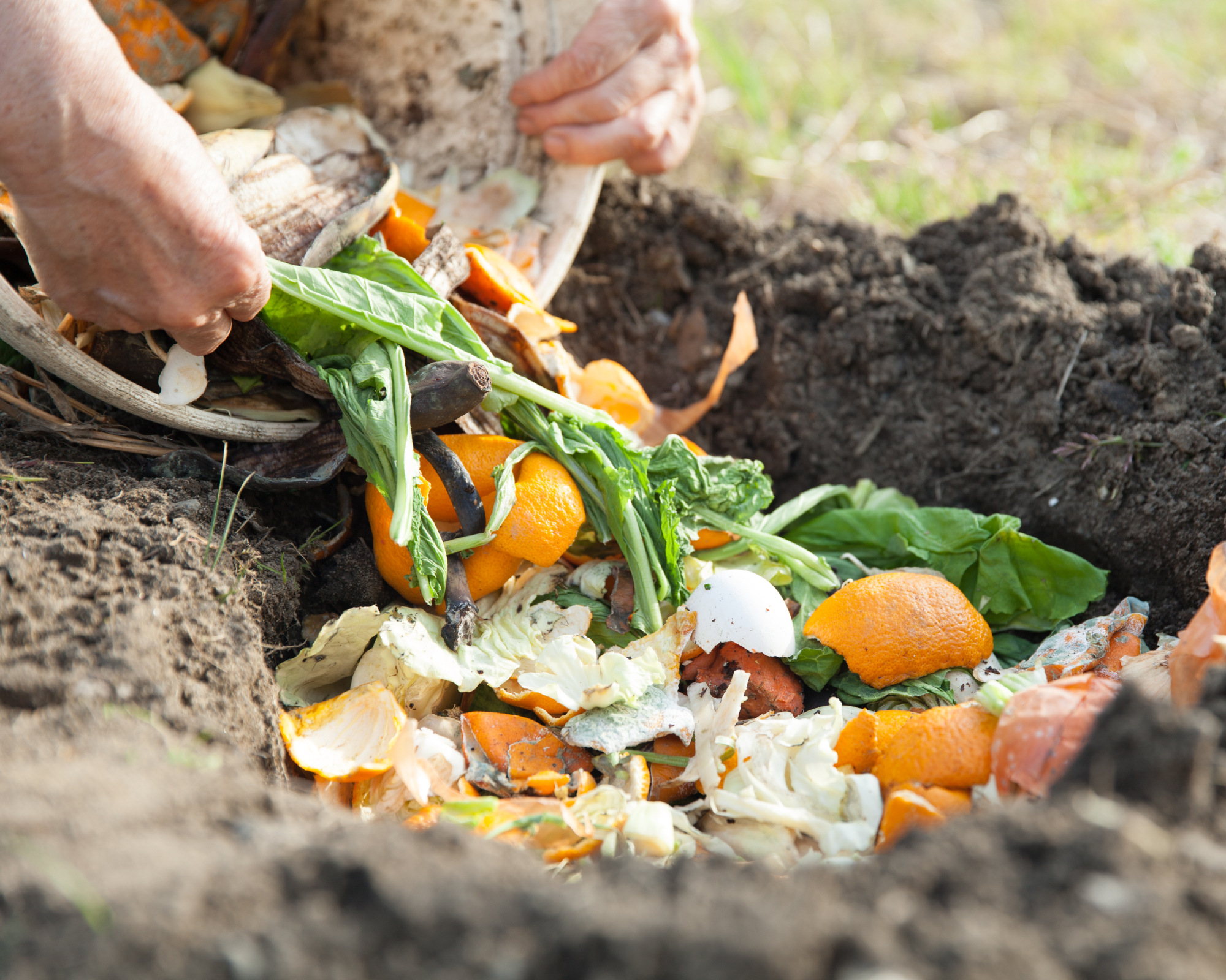 Gardener creates inground compost melon pit