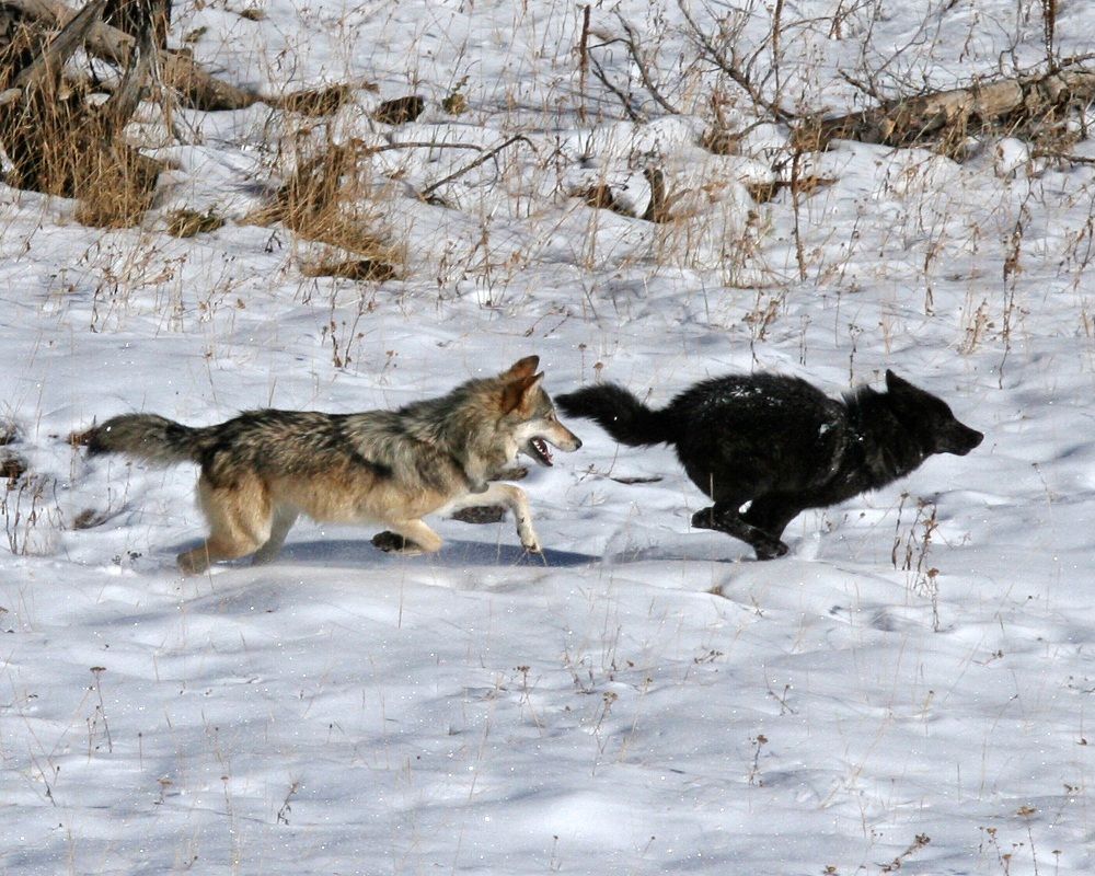 animals, Yellowstone wolves, wolf reintroduction, environmental changes and survival, evolution in action, Yellowstone population changes, population modeling, response to climate change, evolutionary changes, population characteristics, 