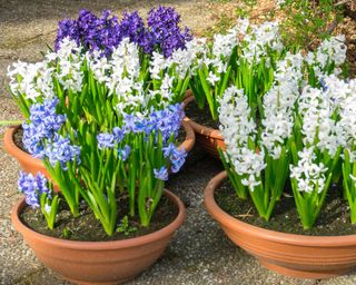 Spring blooming hardy hyacinths, Blue White Hyacinthus orientalis growing in pots spring flowers pot