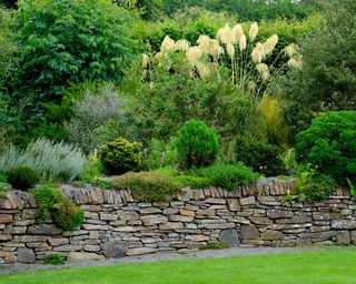 dry stone wall alongside lawn with plants